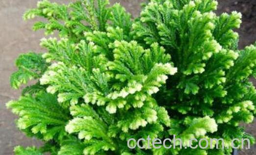 小过江龙的功效与作用-1