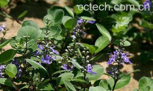 蔓荆子叶的功效与作用-0