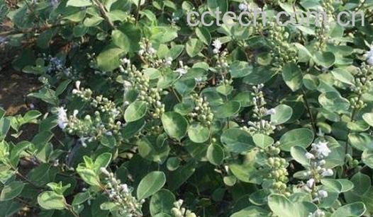 蔓荆子叶的功效与作用-1