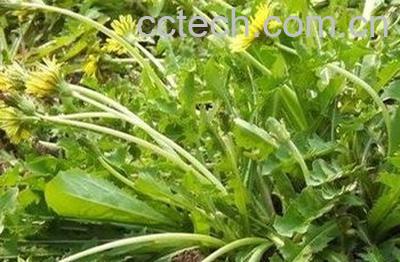  蒲公英叶的功效与作用_蒲公英根和叶哪个好-1