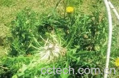 用蒲公英水泡脚好吗 蒲公英水泡脚的功效与作用-0