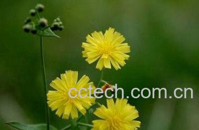 蒲公英怎样区别 不同种类蒲公英功效一样么-1