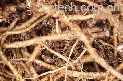 蒲公英根发酵制作方法-1