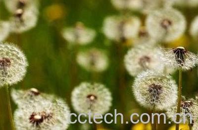 蒲公英洗脚的功效与作用-0