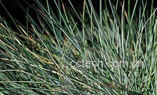 羊毛草根的功效与作用-0