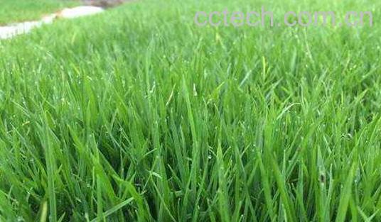 羊毛草根的功效与作用-1