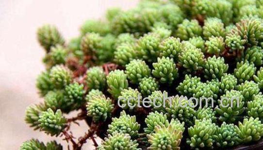 石羊菜的功效与作用-1