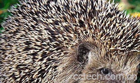 猬胆的功效与作用-1