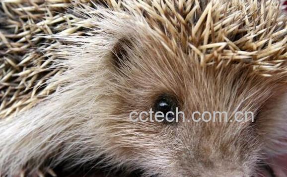 猬胆的功效与作用-0