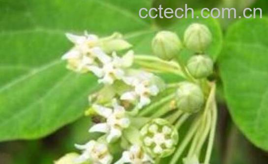 托腰散的功效与作用-1