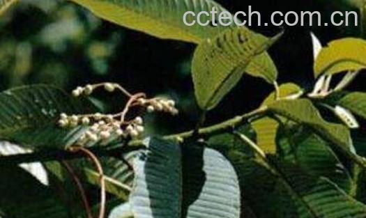 牛嗓管树的功效与作用-0