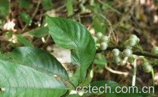 牛嗓管树的功效与作用-1