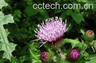 紫色蒲公英可以煮水喝吗 紫色蒲公英的功效与作用-1