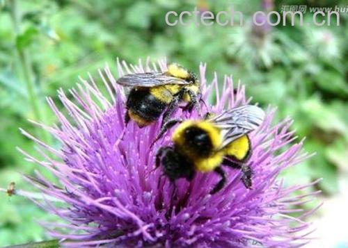 紫色蒲公英可以煮水喝吗 紫色蒲公英的功效与作用-0