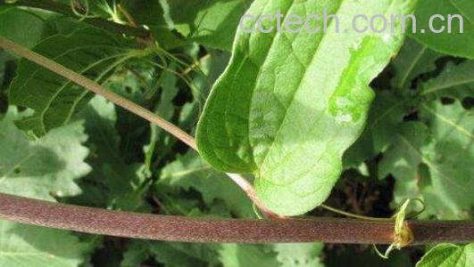 倒]草的功效与作用-0