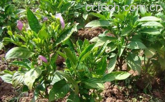 鱼腥草与荆芥的区别-0