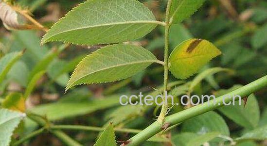 倒]草的功效与作用-1