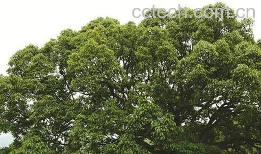 樟树枝的功效与禁忌-0