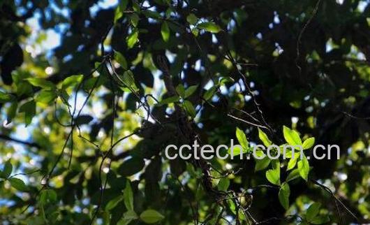 樟树枝的功效与禁忌-1