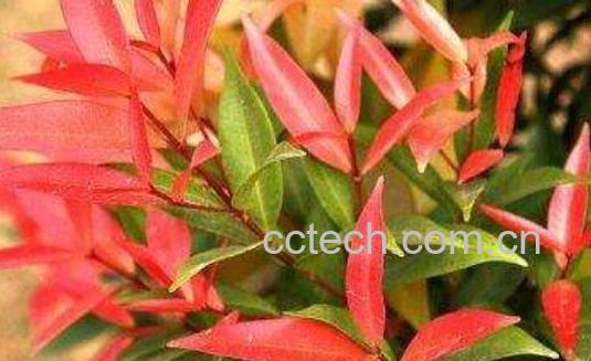 红枝蒲桃是什么 红枝蒲桃有什么作用-0