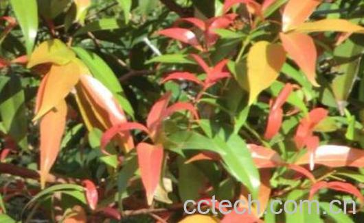 红枝蒲桃是什么 红枝蒲桃有什么作用-1