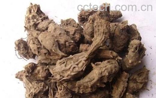 草乌泡酒的功效与作用 草乌怎么泡酒好-0