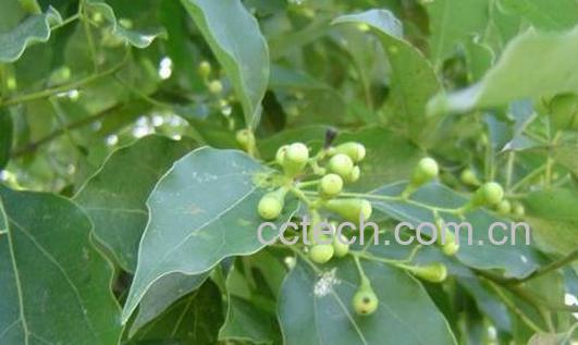 香樟叶的功效与作用-1