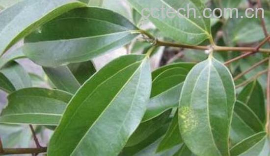 香樟叶的功效与作用-0