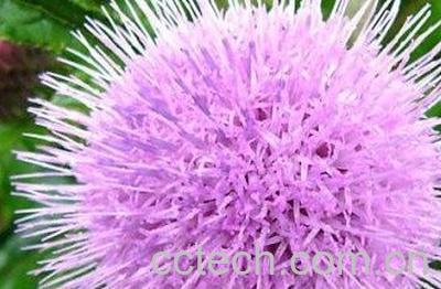  药用紫色蒲公英的功效与作用-0