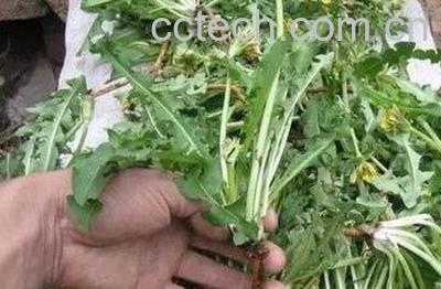 蒲公英水烫脚有啥好处-1