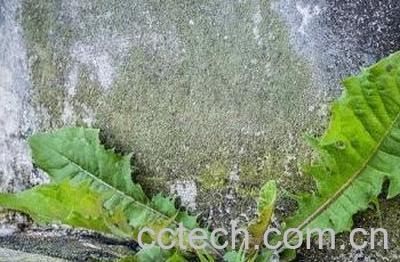 蒲公英水烫脚有啥好处-0