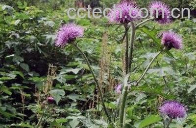 蒲公英过敏恶心头晕怎么办-0