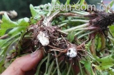 婆婆丁能煮水泡脚吗 婆婆丁煮水泡脚有什么作用-1