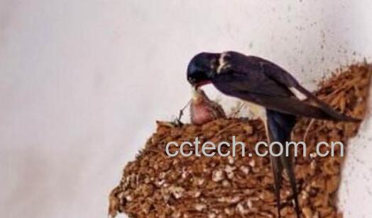 燕窠土的功效与作用-1