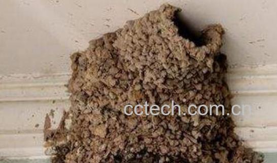 燕窠土的功效与作用-0