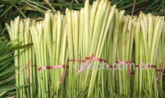 香茅泡脚的功效和忌讳-0