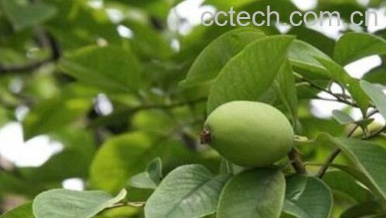 木瓜枝的功效与作用-0