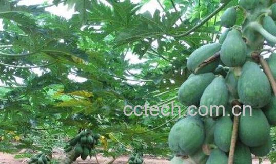 木瓜枝的功效与作用-1