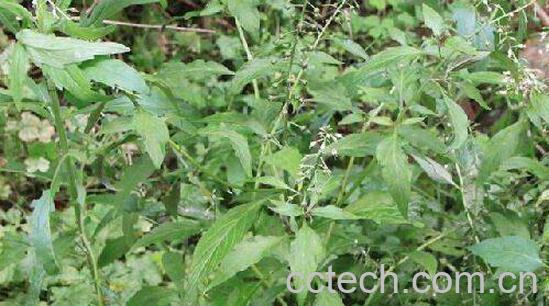 蛮刀背的功效与作用-0