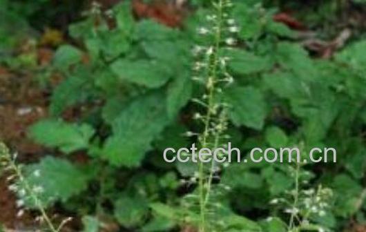 蛮刀背的功效与作用-1