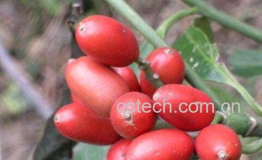 天脚板果的功效与作用-1