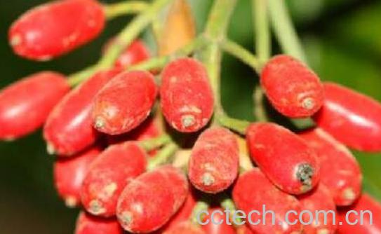 天脚板果的功效与作用-0