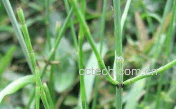 涩草的功效与作用-0