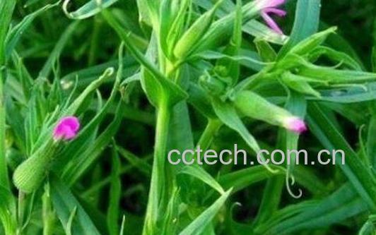 涩草的功效与作用-1