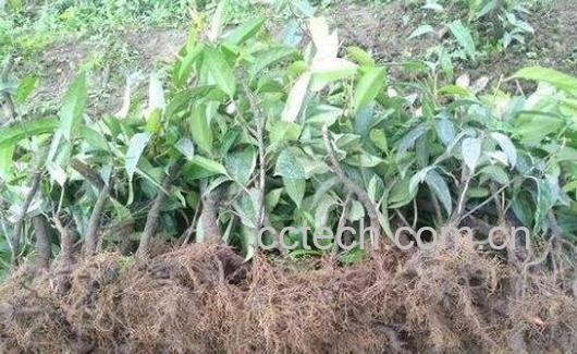 万丈深茎叶的功效与作用-1