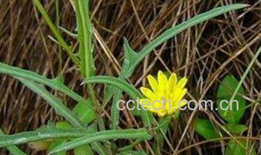 万丈深茎叶的功效与作用-0