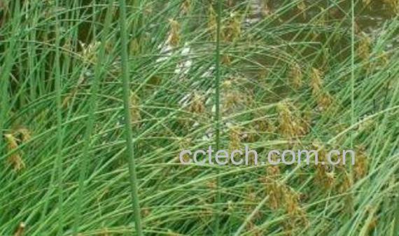 牡蒿根的功效与作用-1