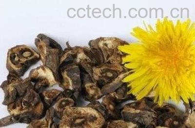 在家怎么发酵蒲公英根-0