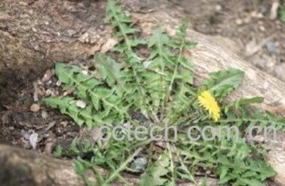 在家怎么发酵蒲公英根-1