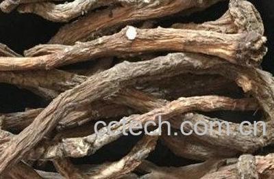 婆婆丁根可以打粉服用吗-0